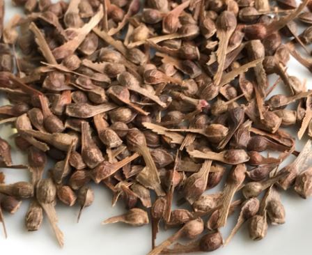  بذر درخت افرا ژاپنی 